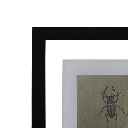 GICLÉE ESCARABAJOS SET 4